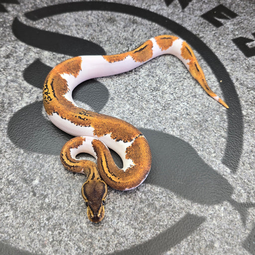 25 BH Pin YB Pied female