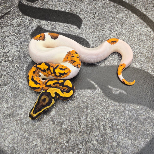 25 YB Scrambler Pied het Hypo female