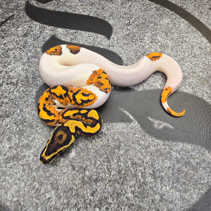 25 YB Scrambler Pied het Hypo female