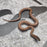 26 Pure Racerback African House Snake male