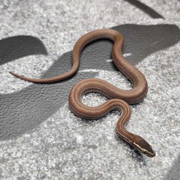 26 Pure Racerback African House Snake male