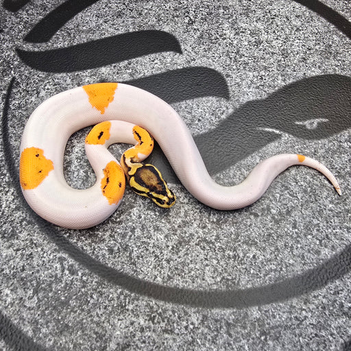Super OD Pied het Hypo female