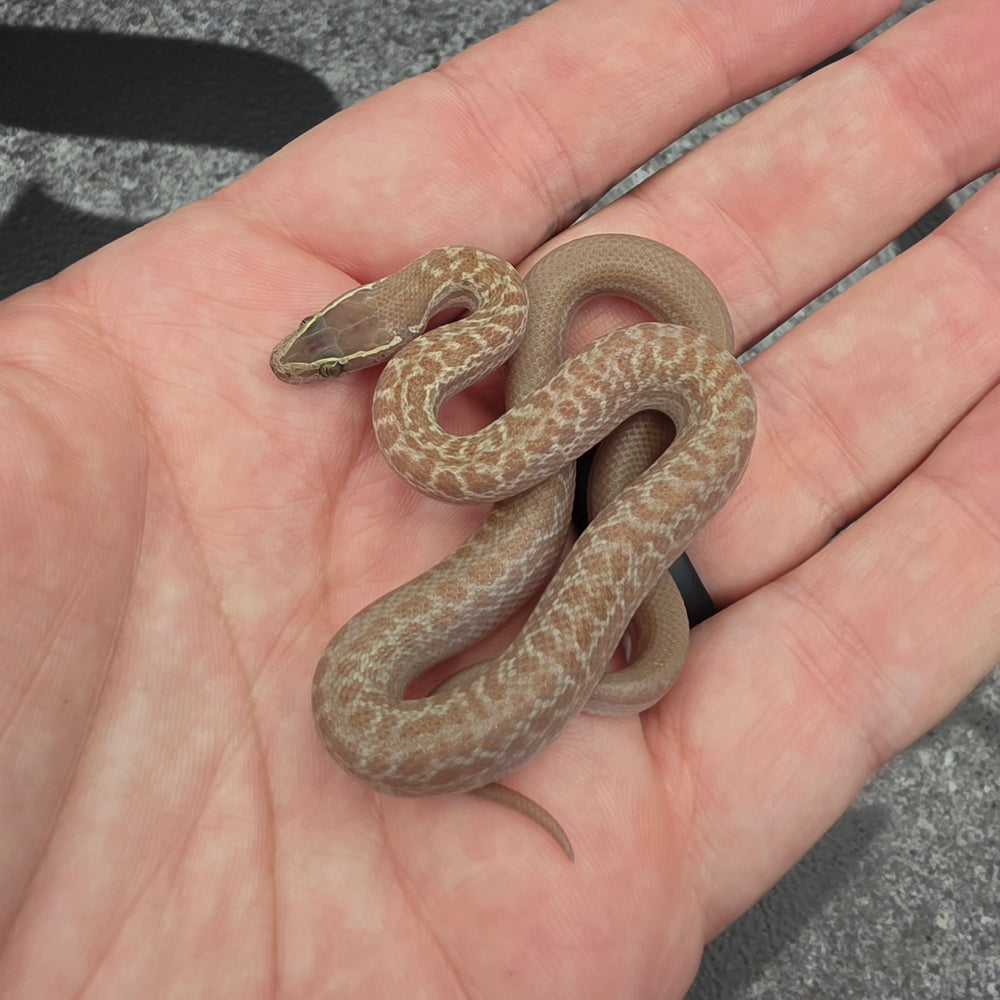 26 Hypo het Tpos African House Snake female 13F7