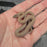 26 Hypo het Tpos African House Snake female 13F7
