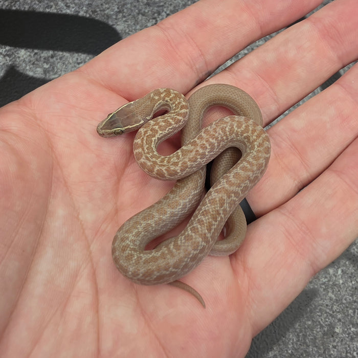 26 Hypo het Tpos African House Snake female 13F7