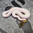 25 Choc GHI (i think) Pied het Hypo male