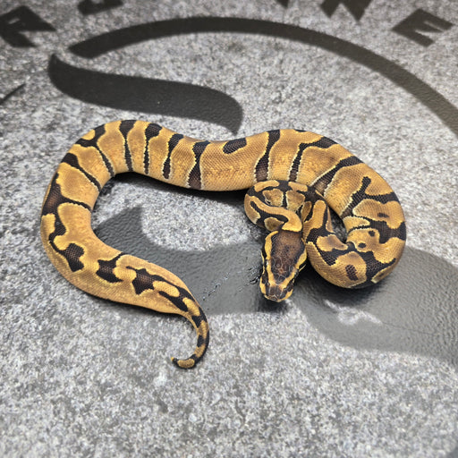 25 Mario Enchi het Hypo 50% Pied female