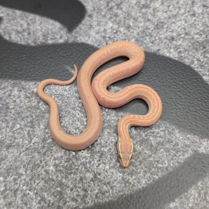 26 Hypo Tpos male 15M4