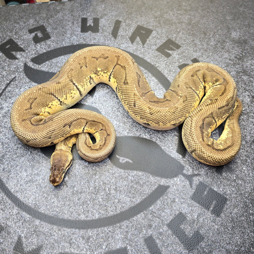 1000 gram Pastel Pin het DG female