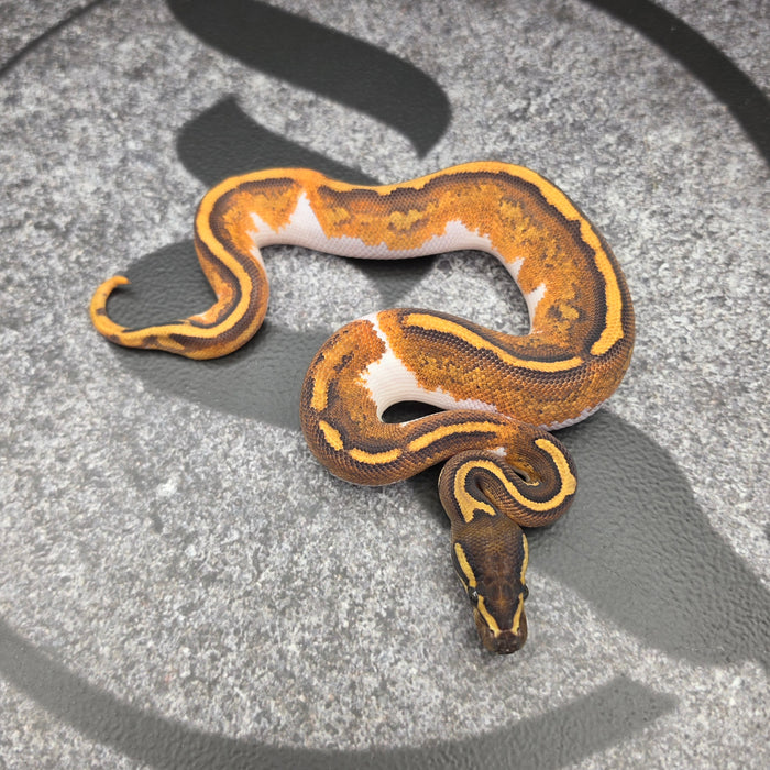 26 BH Enchi YB Pied het Hypo male