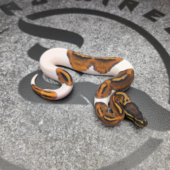 26 Jolt Pied male