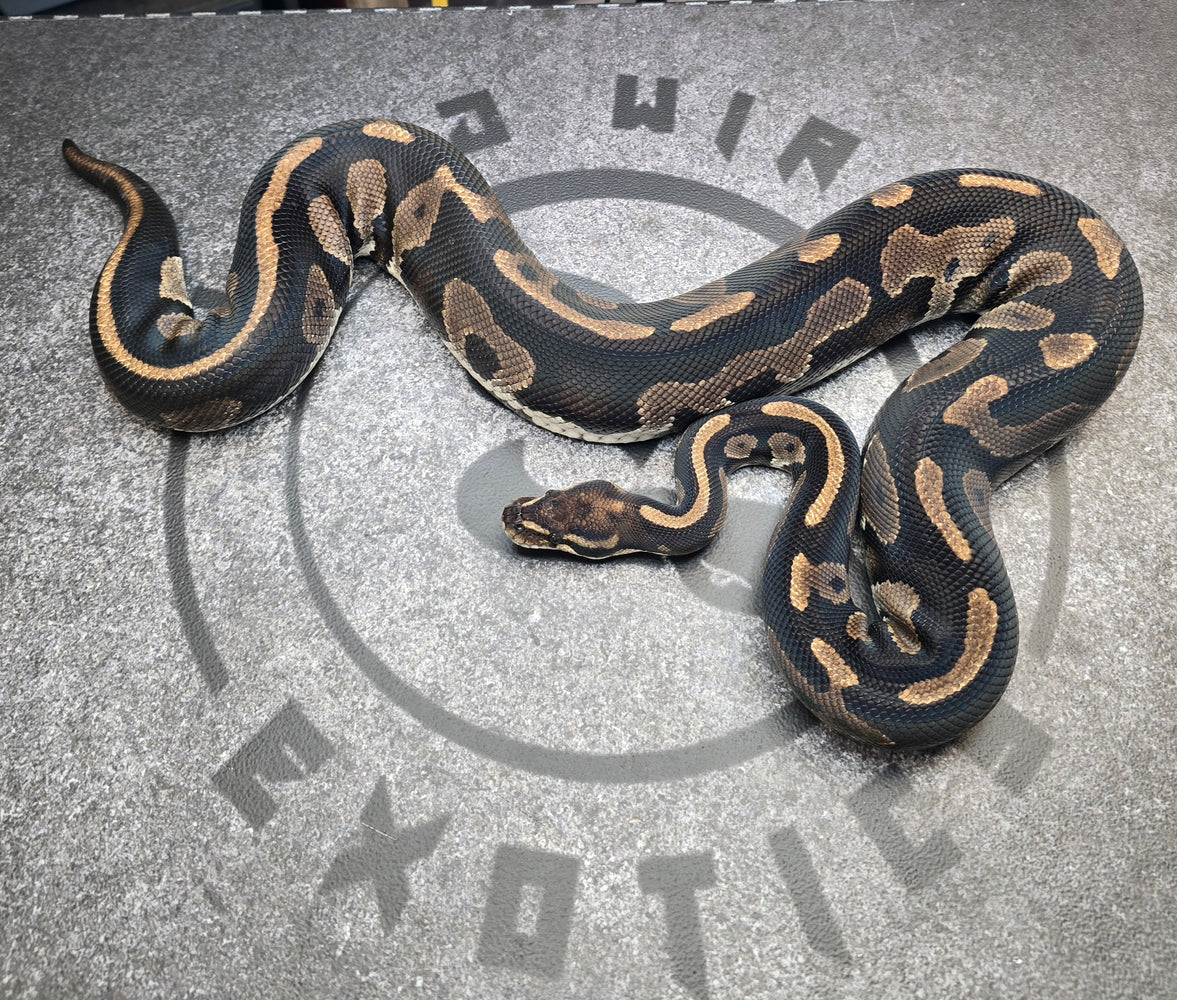 Proven Breeder BH Leo het DG pos het Pied and Hypo female