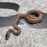 26 Pure Racerback Africa House Snake female F6