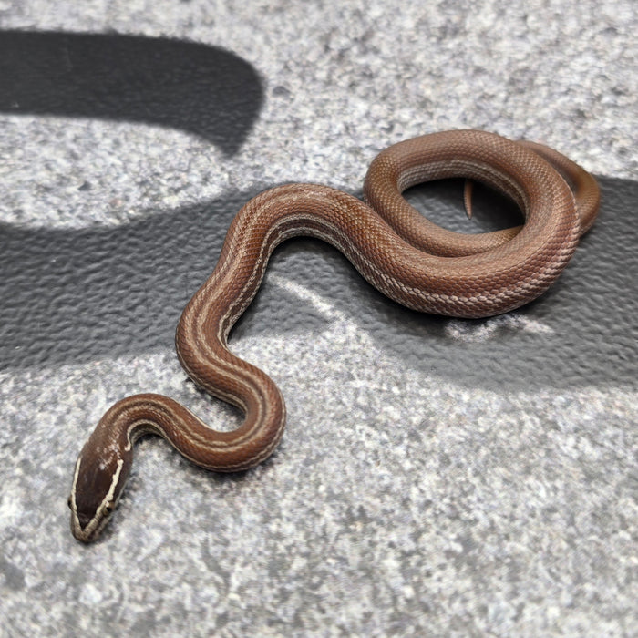 26 Pure Racerback Africa House Snake female F6