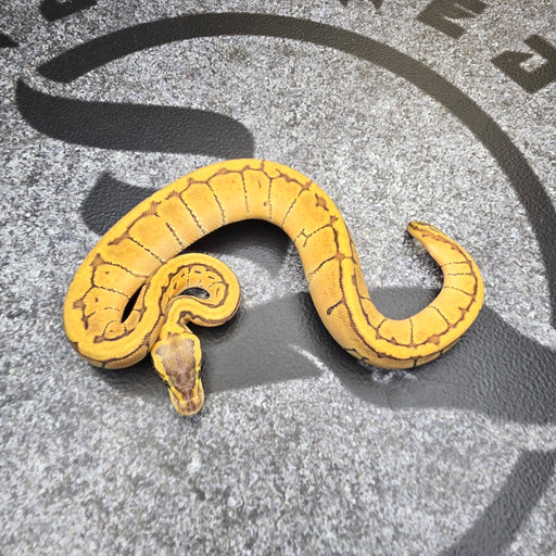 25 Pastel Enchi Pin het DG Hypo female