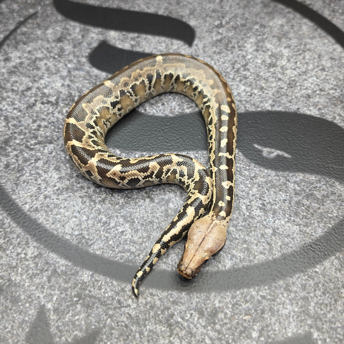 26 Chromehead Short Tail female F7