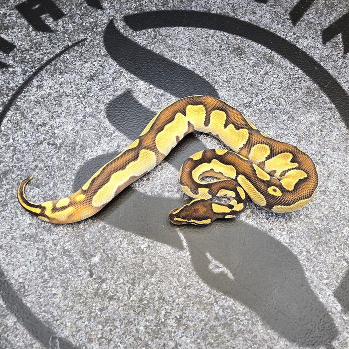 25 BH OD Enchi het DG het Pied male