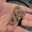 26 Hypo het Tpos Albino African House Snake male 13M2