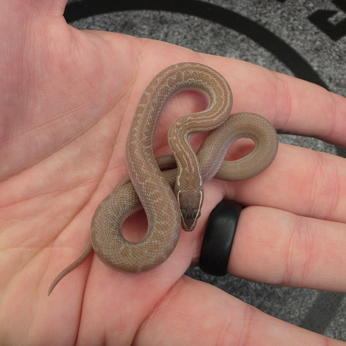 26 Hypo het Tpos Albino African House Snake male 13M2