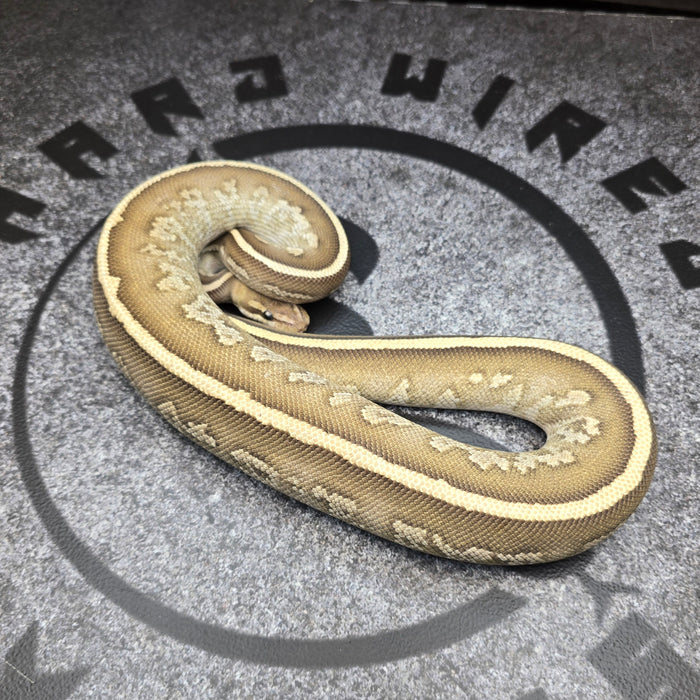 25 Fire Mojave Stranger het Hypo 50% het DG male