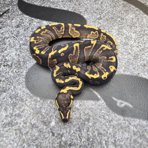 25 GHI YB het Hypo Pied female