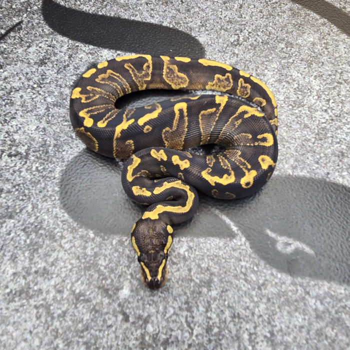 25 GHI YB het Hypo Pied female