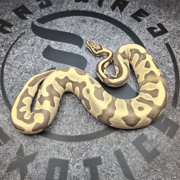 24 Leopard Vanilla Enchi pos YB DG het Hypo male
