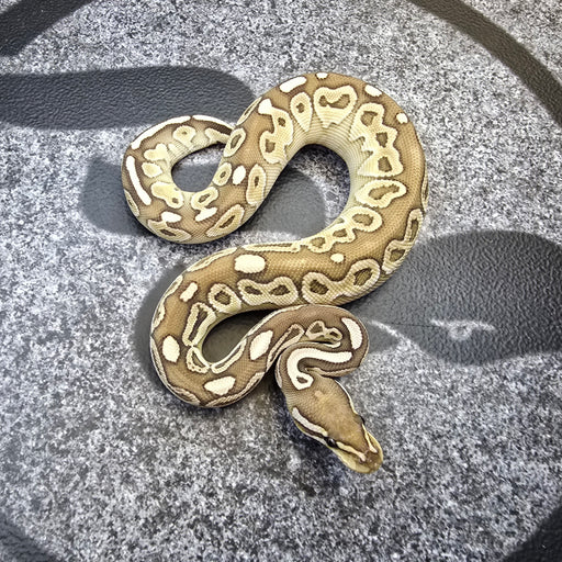 24 HRA Lesser het Hypo het Clown female