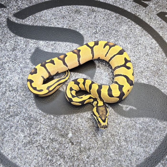 25 Enchi DG het Pied female