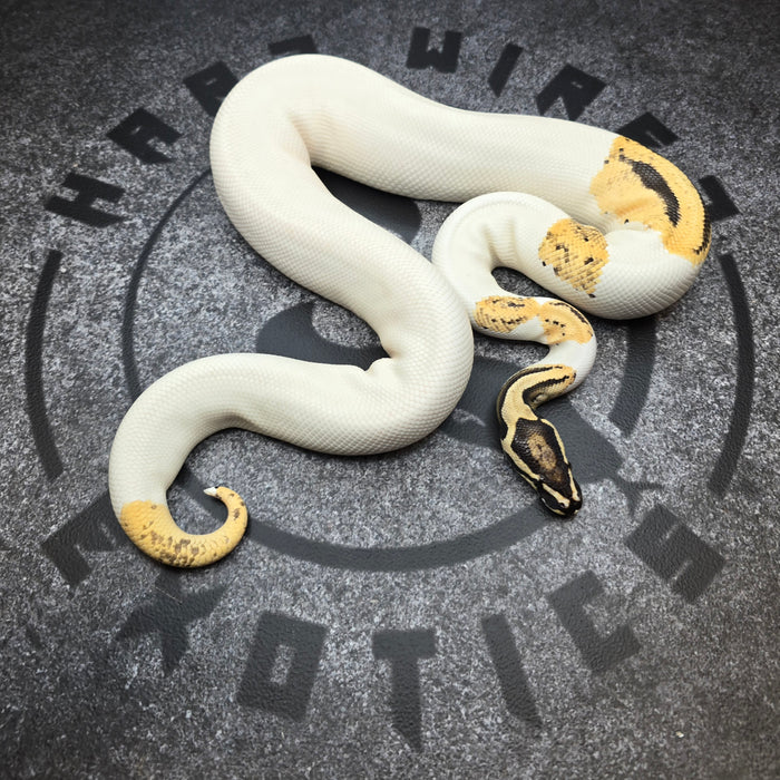 OD YB Pied het Hypo proven breeder male