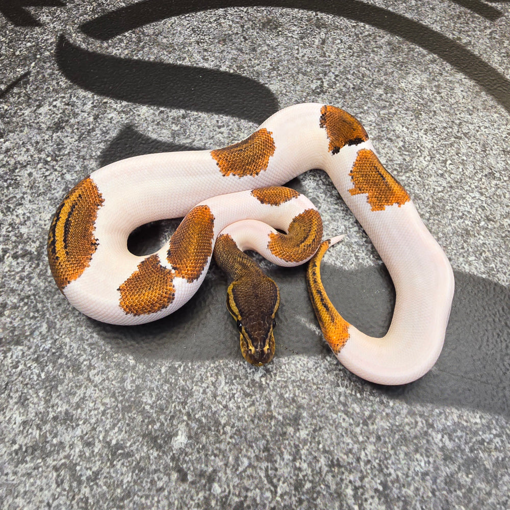 25 BH Pin YB Pied female