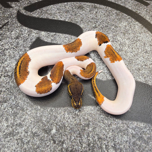 25 BH Pin YB Pied female