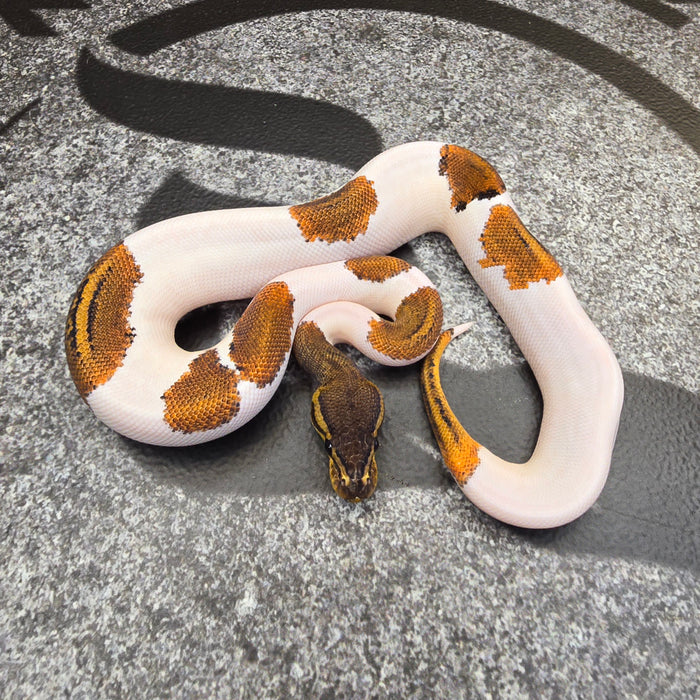 25 BH Pin YB Pied female