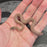 26 African House Snake Hypo het Tpos male 02M1
