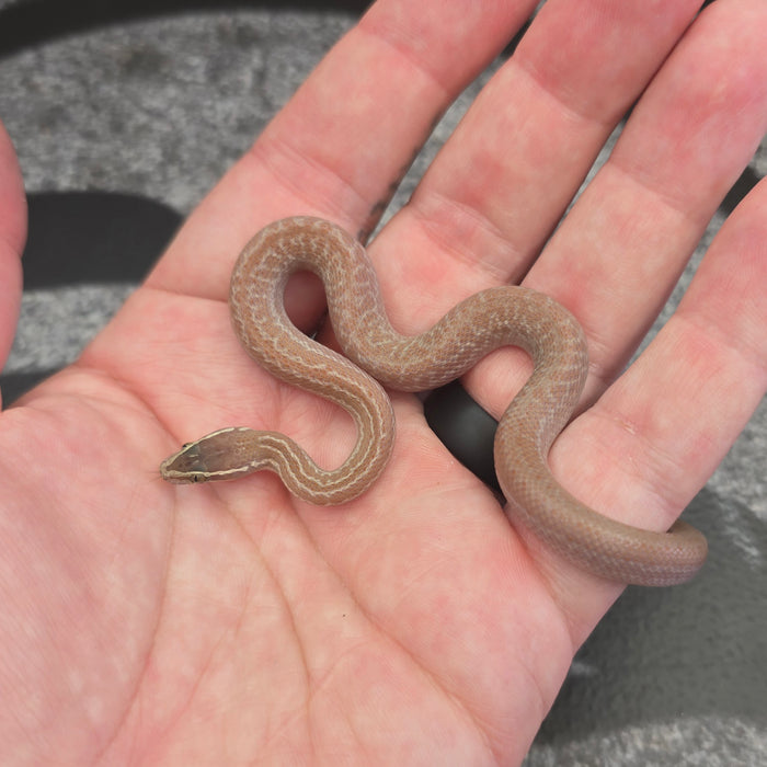 26 African House Snake Hypo het Tpos male 02M1