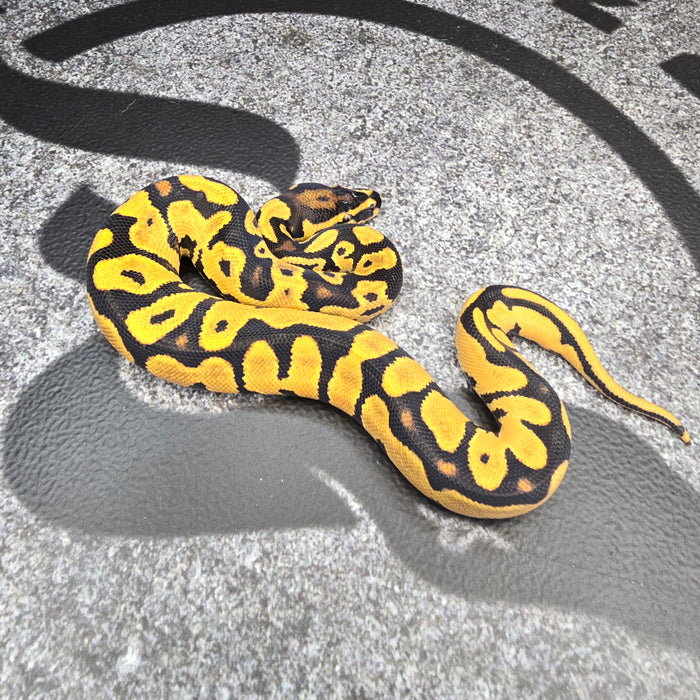 25 Super OD Scrambler Blitz het Hypo het Pied male