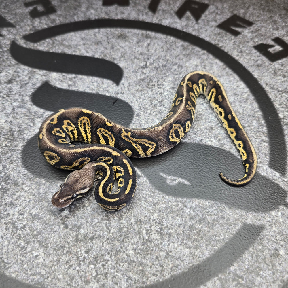26 Black Head Pastel YB het DG het Hypo male