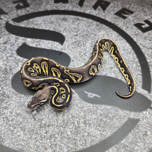 26 Black Head Pastel YB het DG het Hypo male