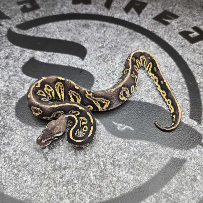 26 Black Head Pastel YB het DG het Hypo male