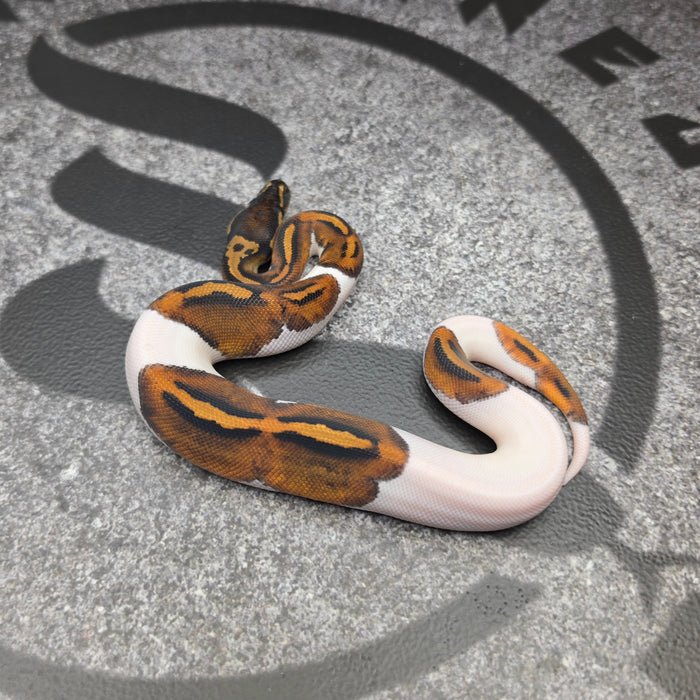 26 Jolt Pied male
