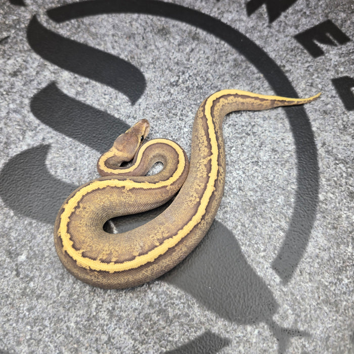 26 GHI Mojave Acid Pinstripe het Hypo female