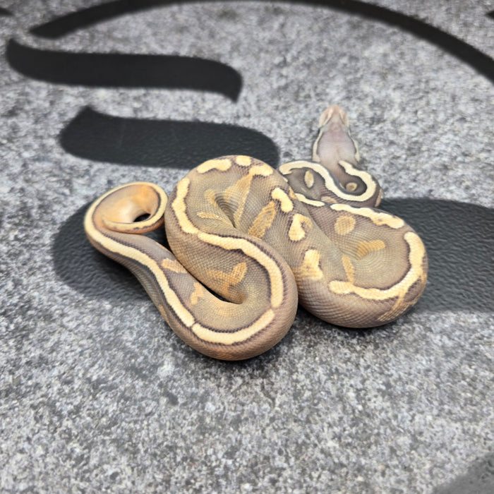 26 GHI Enchi Chocolate Butter Hypo 50% het Pied male