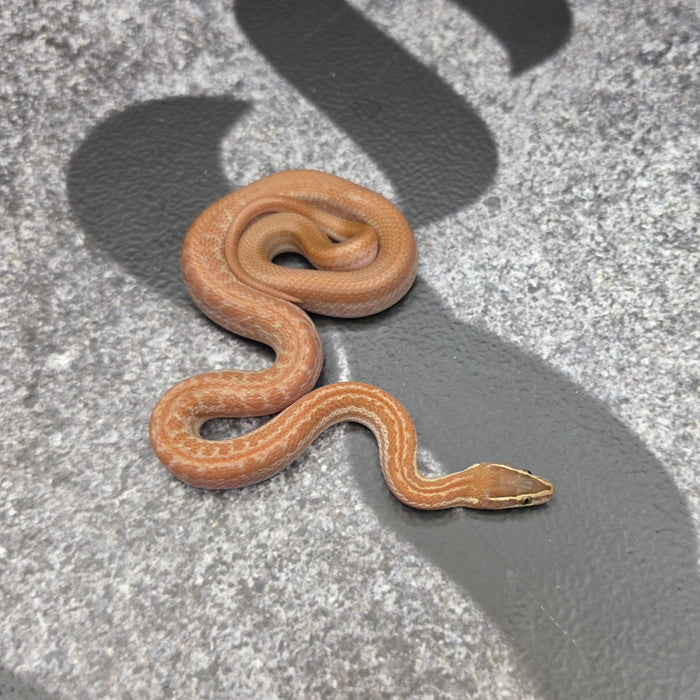 26 het Tpos het Blue Eye 50% het Hypo male