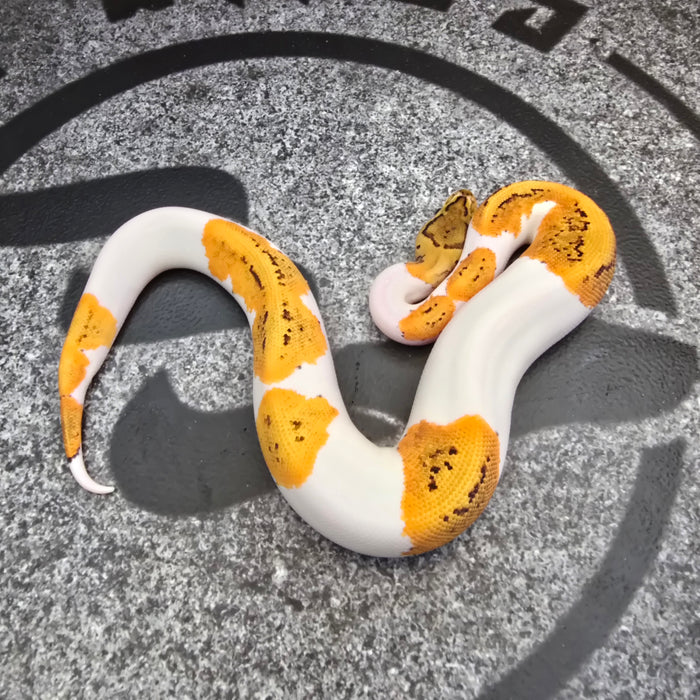 25 OD Pin YB (probably Scrambler) Pied het Hypo female