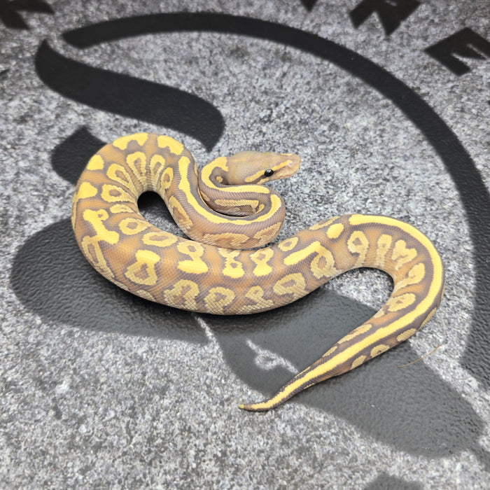 26 Fire Mojave Hypo pos YB male