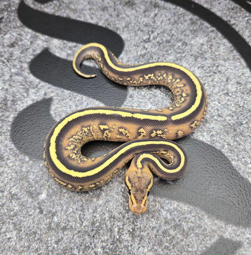 26 Stranger Fire YB DG male