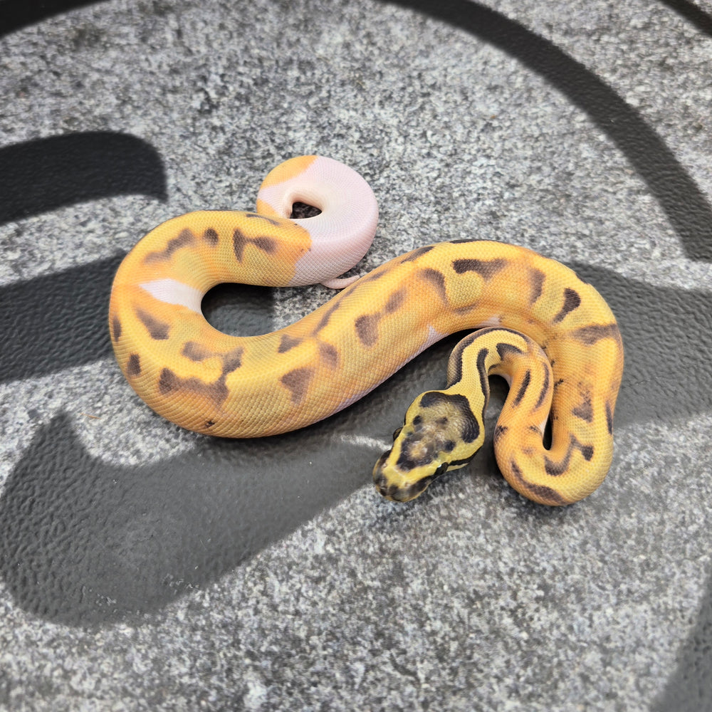 26 Fire Enchi DG Pied female