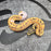 26 Fire Enchi DG Pied female