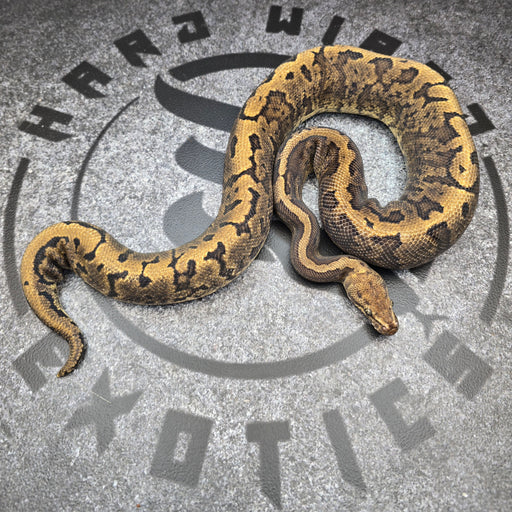 Proven Breeder GHI Acid Pinstripe YB het Hypo male