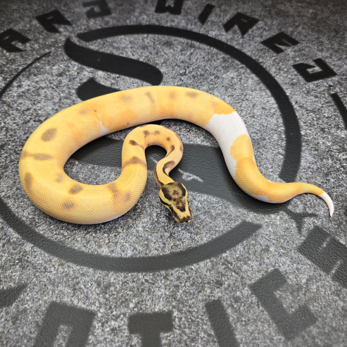 25 OD Enchi DG Pied female